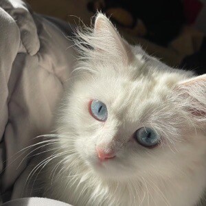 WCPulse【1.4.4版本】-搬运猫